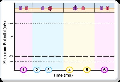 Action potential sequence and channel activity