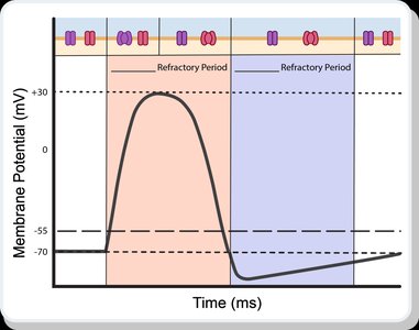 Refractory period during action potential