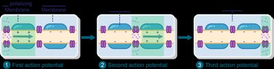 Saltatory conduction illustrated