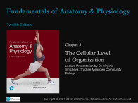 Cover slide for Fundamentals of Anatomy & Physiology, Chapter 3: The Cellular Level of Organization