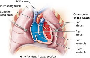 Heart chambers and major vessels