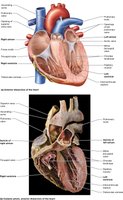 Heart valves and their locations