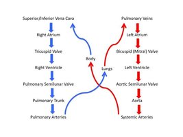 Blood flow pathway through the heart