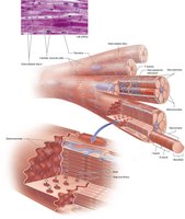 Histology of cardiac muscle cells