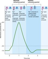 Action potential phases in cardiac cells