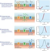 Pacemaker cell action potential phases