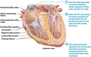 Cardiac conduction system pathway