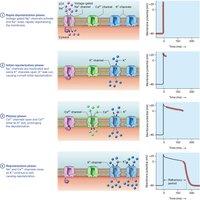 Contractile cell action potential phases