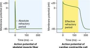 Comparison of action potentials in skeletal and cardiac muscle