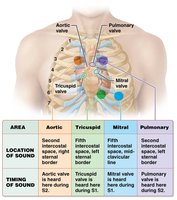 Locations and timing of heart sounds