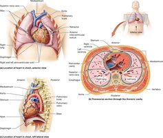 Anatomical location and orientation of the heart in the chest