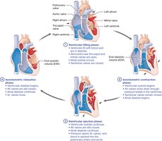 Phases of the cardiac cycle