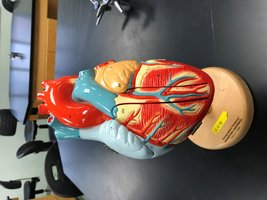 Regulation of heart function
