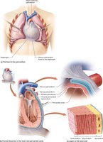 Pericardium and layers of the heart wall