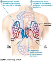 Pulmonary circuit diagram