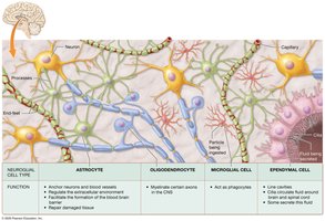Neuroglial cells of the CNS