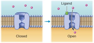 Ligand-gated channel