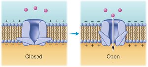 Voltage-gated channel