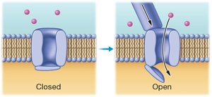 Mechanically gated channel