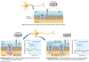 Ion movements and changes in membrane potential