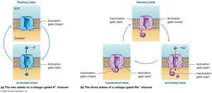 States of voltage-gated channels