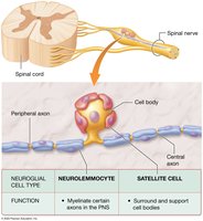 Neuroglial cells of the PNS