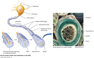 Myelin sheath and myelination in the PNS