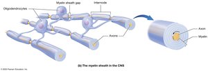 Myelin sheath in the CNS