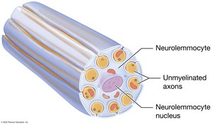 Unmyelinated peripheral axons and neurolemmocytes