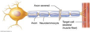 Repair of axon damage in the PNS