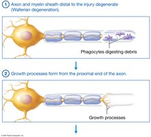 Phagocytes digesting debris and growth processes
