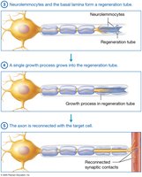 Regeneration tube and reconnection