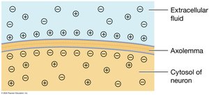 Resting membrane potential