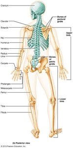 Posterior view of the human skeleton, showing axial and appendicular divisions