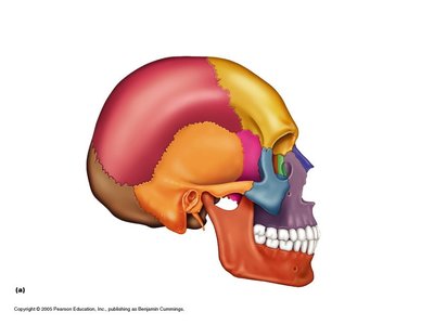 Lateral view of the skull showing cranial and facial bones