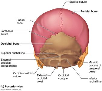 Posterior view of the skull showing major sutures