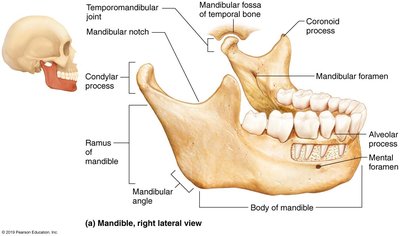 Lateral view of the mandible with labeled features