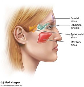 Medial aspect showing locations of paranasal sinuses