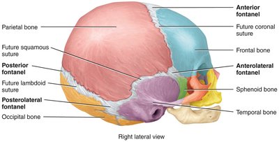 Lateral view of fetal skull showing fontanels and future sutures