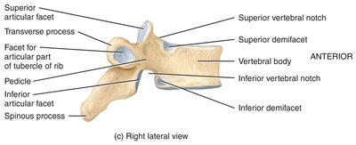 Right lateral view of thoracic vertebra with labeled features