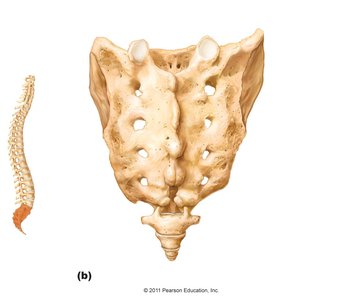 Superior view of the sacrum and coccyx
