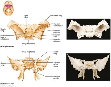 Views and labeled features of the sphenoid bone
