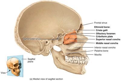 Sagittal section of the skull showing the ethmoid bone and related structures