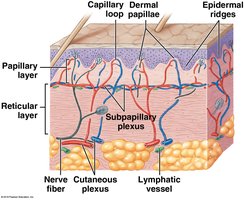 Diagram of dermal layers and associated structures