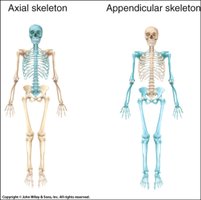 Axial and appendicular skeletons