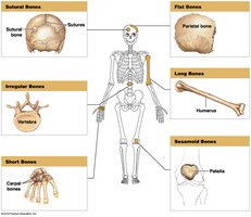 Bone classification by shape