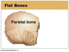 Flat bone (parietal bone)