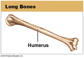 Long bone (humerus)