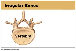Irregular bone (vertebra)