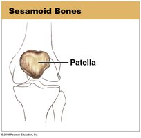 Sesamoid bone (patella)